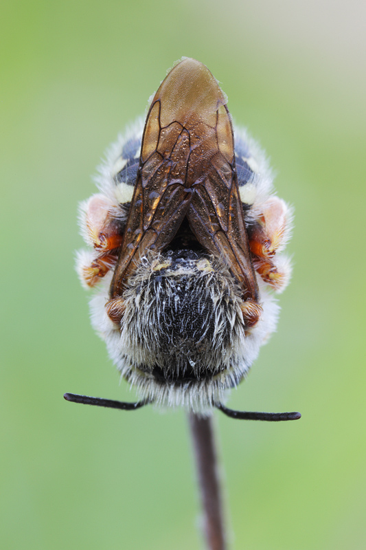 Apidae Megachilinae: cfr. Anthidium punctatum